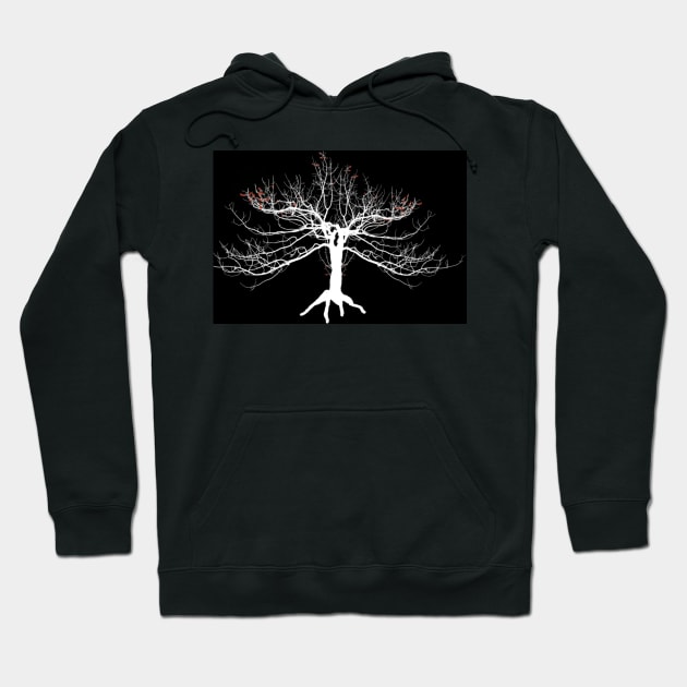 White bare tree with a few red remaining leaves on black background Hoodie by gldomenech